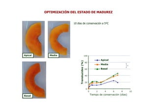OPTIMIZACIÓN DEL ESTADO DE MADUREZ


                       10 días de conservación a 5ºC




Apical     Media                                100

                                                                   Apical




                             Translucidez (%)
                                                80
                                                                   Media                  s

                                                60                 Basal


                                                40


                                                20


                                                 0
                                                      0        2      4     6     8           10

Basal                                                     Tiempo de conservación (días)
 
