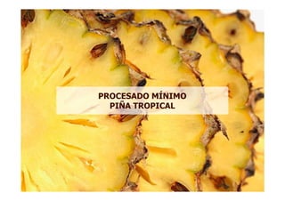 PROCESADO MÍNIMO
  PIÑA TROPICAL
 