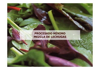 PROCESADO MÍNIMO
MEZCLA DE LECHUGAS
 