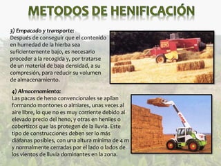 3) Empacado y transporte:
Después de conseguir que el contenido
en humedad de la hierba sea
suficientemente bajo, es necesario
proceder a la recogida y, por tratarse
de un material de baja densidad, a su
compresión, para reducir su volumen
de almacenamiento.
4) Almacenamiento:
Las pacas de heno convencionales se apilan
formando montones o almiares, unas veces al
aire libre, lo que no es muy corriente debido al
elevado precio del heno, y otras en heniles o
cobertizos que las protegen de la lluvia. Este
tipo de construcciones deben ser lo más
diáfanas posibles, con una altura mínima de 4 m
y normalmente cerradas por el lado o lados de
los vientos de lluvia dominantes en la zona.
 