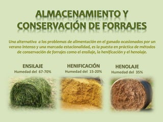ENSILAJE
Humedad del 67-70%
HENOLAJE
Humedad del 35%
Una alternativa a los problemas de alimentación en el ganado ocasionados por un
verano intenso y una marcada estacionalidad, es la puesta en práctica de métodos
de conservación de forrajes como el ensilaje, la henificación y el henolaje.
HENIFICACIÓN
Humedad del 15-20%
 