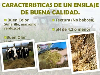 CARACTERISTICAS DE UN ENSILAJE
DE BUENA CALIDAD.
Buen Color
(Amarillo, marrón o
verduzco)
Buen Olor
(Avinagrado).
Textura (No babosa).
pH de 4.2 o menor
 
