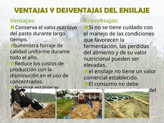 VENTAJAS Y DESVENTAJAS DEL ENSILAJE
Ventajas:
Conserva el valor nutritivo
del pasto durante largo
tiempo.
Suministra forraje de
calidad uniforme durante
todo el año.
Reduce los costos de
producción con la
disminución en el uso de
concentrados.
Permite establecer
estrategias de alimentación
para la época de escasez de
forrajes.
Desventajas:
Si no se tiene cuidado con
el manejo de las condiciones
que favorecen la
fermentación, las perdidas
del alimento y de su valor
nutricional pueden ser
elevadas.
el ensilaje no tiene un valor
comercial establecido.
El consumo no debe
exceder el 50% de la dieta del
animal.
 
