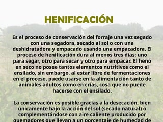 HENIFICACIÓN
Es el proceso de conservación del forraje una vez segado
con una segadora, secado al sol o con una
deshidratadora y empacado usando una empacadora. El
proceso de henificación dura al menos tres días: uno
para segar, otro para secar y otro para empacar. El heno
en seco no posee tantos elementos nutritivos como el
ensilado, sin embargo, al estar libre de fermentaciones
en el proceso, puede usarse en la alimentación tanto de
animales adultos como en crías, cosa que no puede
hacerse con el ensilado.
La conservación es posible gracias a la desecación, bien
únicamente bajo la acción del sol (secado natural) o
complementándose con aire caliente producido por
 