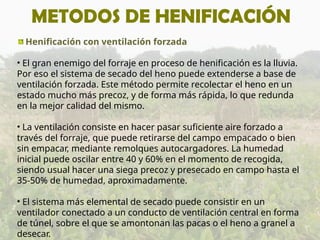 METODOS DE HENIFICACIÓN
Henificación con ventilación forzada
• El gran enemigo del forraje en proceso de henificación es la lluvia.
Por eso el sistema de secado del heno puede extenderse a base de
ventilación forzada. Este método permite recolectar el heno en un
estado mucho más precoz, y de forma más rápida, lo que redunda
en la mejor calidad del mismo.
• La ventilación consiste en hacer pasar suficiente aire forzado a
través del forraje, que puede retirarse del campo empacado o bien
sin empacar, mediante remolques autocargadores. La humedad
inicial puede oscilar entre 40 y 60% en el momento de recogida,
siendo usual hacer una siega precoz y presecado en campo hasta el
35-50% de humedad, aproximadamente.
• El sistema más elemental de secado puede consistir en un
ventilador conectado a un conducto de ventilación central en forma
de túnel, sobre el que se amontonan las pacas o el heno a granel a
desecar.
 