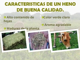 CARACTERISTICAS DE UN HENO
DE BUENA CALIDAD.
Alto contenido de
hojas
Madurez de la planta
Color verde claro
Aroma agradable
 