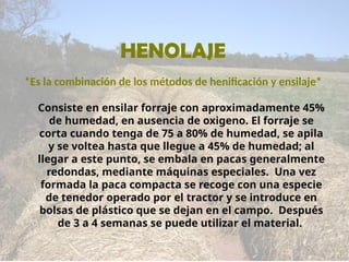 HENOLAJE
Consiste en ensilar forraje con aproximadamente 45%
de humedad, en ausencia de oxigeno. El forraje se
corta cuando tenga de 75 a 80% de humedad, se apila
y se voltea hasta que llegue a 45% de humedad; al
llegar a este punto, se embala en pacas generalmente
redondas, mediante máquinas especiales. Una vez
formada la paca compacta se recoge con una especie
de tenedor operado por el tractor y se introduce en
bolsas de plástico que se dejan en el campo. Después
de 3 a 4 semanas se puede utilizar el material.
*Es la combinación de los métodos de henificación y ensilaje*
 