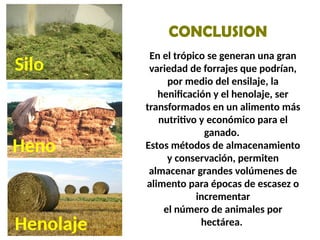 En el trópico se generan una gran
variedad de forrajes que podrían,
por medio del ensilaje, la
henificación y el henolaje, ser
transformados en un alimento más
nutritivo y económico para el
ganado.
Estos métodos de almacenamiento
y conservación, permiten
almacenar grandes volúmenes de
alimento para épocas de escasez o
incrementar
el número de animales por
hectárea.
Silo
Heno
Henolaje
CONCLUSION
 