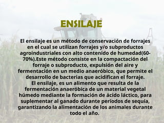 ENSILAJE
El ensilaje es un método de conservación de forrajes
en el cual se utilizan forrajes y/o subproductos
agroindustriales con alto contenido de humedad(60-
70%).Este método consiste en la compactación del
forraje o subproducto, expulsión del aire y
fermentación en un medio anaeróbico, que permite el
desarrollo de bacterias que acidifican el forraje.
El ensilaje, es un alimento que resulta de la
fermentación anaeróbica de un material vegetal
húmedo mediante la formación de ácido láctico, para
suplementar al ganado durante períodos de sequía,
garantizando la alimentación de los animales durante
todo el año.
 