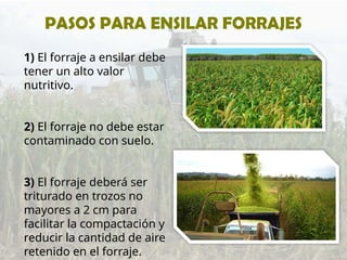 1) El forraje a ensilar debe
tener un alto valor
nutritivo.
2) El forraje no debe estar
contaminado con suelo.
3) El forraje deberá ser
triturado en trozos no
mayores a 2 cm para
facilitar la compactación y
reducir la cantidad de aire
retenido en el forraje.
PASOS PARA ENSILAR FORRAJES
 