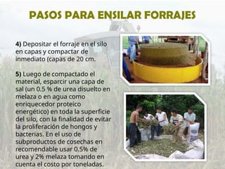 4) Depositar el forraje en el silo
en capas y compactar de
inmediato (capas de 20 cm.
5) Luego de compactado el
material, esparcir una capa de
sal (un 0.5 % de urea disuelto en
melaza o en agua como
enriquecedor proteico
energético) en toda la superficie
del silo, con la finalidad de evitar
la proliferación de hongos y
bacterias. En el uso de
subproductos de cosechas en
recomendable usar 0.5% de
urea y 2% melaza tomando en
cuenta el costo por toneladas.
PASOS PARA ENSILAR FORRAJES
 