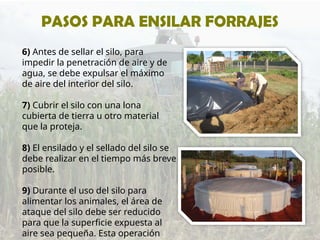 6) Antes de sellar el silo, para
impedir la penetración de aire y de
agua, se debe expulsar el máximo
de aire del interior del silo.
7) Cubrir el silo con una lona
cubierta de tierra u otro material
que la proteja.
8) El ensilado y el sellado del silo se
debe realizar en el tiempo más breve
posible.
9) Durante el uso del silo para
alimentar los animales, el área de
ataque del silo debe ser reducido
para que la superficie expuesta al
aire sea pequeña. Esta operación
PASOS PARA ENSILAR FORRAJES
 