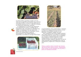 Las fresas deben cosecharse cuando el 75 por
ciento de su superficie se ha puesto roja y el fruto
está todavía firme. La fresas es muy perecedera y
se deteriora dentro de los 2 o 3 días de la cosecha
en condiciones ambientales naturales.
La temperatura es un factor muy importante
en la duración de la fresas. A medida que la
temperatura sube, estas berries se ablandan muy
rápido y se honguean. Para que duren más
tiempo, las fresas deben ser cosechadas cuando
sale el sol, transportadas al lugar de
procesamiento lo más rápido posible, y
mantenidas a la sombra en un lugar fresco hasta
su procesamiento. Si no conservamos o comemos
la fresas en el mismo día de la cosecha, y no la
ponemos en la heladera, la fruta se va a
deteriorar. ¡Tengamos cuidado con esto!
Para transportar estas frutas frágiles podemos
usar cajones plásticos o de madera. Si arrojamos
la fruta dentro de los cajones, ésta se magullará
por el impacto. Debemos depositar la fruta
cuidadosamente en los cajones y no poner
muchas al mismo tiempo (o ubicarlas a su vez en
cajas perforadas poco profundas) para evitar la
deformación y ruptura de la fruta por su propio
peso.
Vamos a explicar ahora en detalle tres técnicas
muy fáciles para conservar fresas. Prepararemos
fresas enteras de alta humedad, puré de fresas y
fresas de humedad intermedia.
Conservación de fresas
2626
 