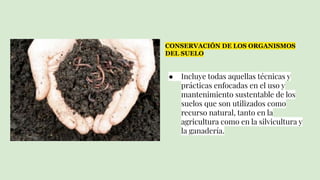 CONSERVACIÓN DE LOS ORGANISMOS
DEL SUELO
● Incluye todas aquellas técnicas y
prácticas enfocadas en el uso y
mantenimiento sustentable de los
suelos que son utilizados como
recurso natural, tanto en la
agricultura como en la silvicultura y
la ganadería.
 