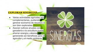 EXPLORAR SINERGIAS
● Varias actividades agrícolas son
complementarias, pudiendo
generar economía de recursos si
son bien exploradas.
● Asociar cultivos anuales con
ganadería o la avicultura puede
ahorrar energía y abonos
generando así beneficios para el
agricultor y el medio ambiente.
 