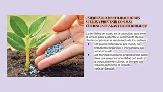 . MEJORAR LA FERTILIDAD DE LOS
SUELOS Y PREVENIR CON MÁS
EFICIENCIA PLAGAS Y ENFERMEDADES:
.La fertilidad del suelo es la capacidad que tiene
el terreno para sustentar el crecimiento de las
plantas y optimizar el rendimiento de los cultivos.
● Ello puede potenciarse por medio de
fertilizantes orgánicos e inorgánicos que
nutran el suelo.
● Las técnicas nucleares proporcionan datos
útiles que mejoran la fertilidad del suelo y
la producción de cultivos, al tiempo que
reducen al mínimo el impacto
medioambiental.
 