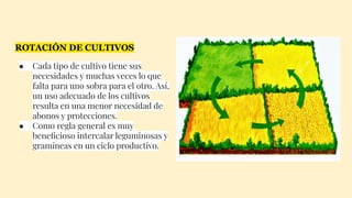 ROTACIÓN DE CULTIVOS
● Cada tipo de cultivo tiene sus
necesidades y muchas veces lo que
falta para uno sobra para el otro. Así,
un uso adecuado de los cultivos
resulta en una menor necesidad de
abonos y protecciones.
● Como regla general es muy
beneﬁcioso intercalar leguminosas y
gramíneas en un ciclo productivo.
 