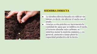● La siembra directa basada en cultivar sin
labrar, es decir, sin alterar el suelo con el
arado.
● Gracias a esta práctica se incrementa la
cantidad de agua que se inﬁltra en el suelo,
el terreno absorbe más carbono, se
sintetiza mejor la materia orgánica, y en
general, aumenta a largo plazo la
capacidad productiva de la tierra.
SIEMBRA DIRECTA
 