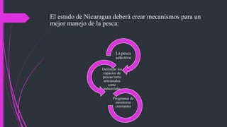 El estado de Nicaragua deberá crear mecanismos para un
mejor manejo de la pesca:
La pesca
selectiva
Delimitar los
espacios de
pescas tanto
artesanales
como
industriales
Programas de
monitoreo
constantes
 