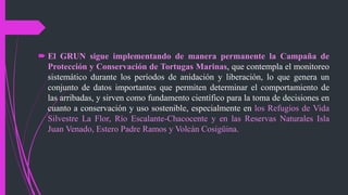  El GRUN sigue implementando de manera permanente la Campaña de
Protección y Conservación de Tortugas Marinas, que contempla el monitoreo
sistemático durante los períodos de anidación y liberación, lo que genera un
conjunto de datos importantes que permiten determinar el comportamiento de
las arribadas, y sirven como fundamento científico para la toma de decisiones en
cuanto a conservación y uso sostenible, especialmente en los Refugios de Vida
Silvestre La Flor, Río Escalante-Chacocente y en las Reservas Naturales Isla
Juan Venado, Estero Padre Ramos y Volcán Cosigüina.
 