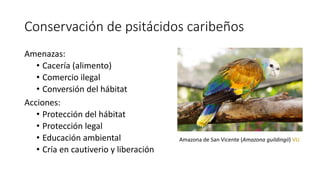 Conservación de psitácidos caribeños
Amenazas:
• Cacería (alimento)
• Comercio ilegal
• Conversión del hábitat
Acciones:
•...