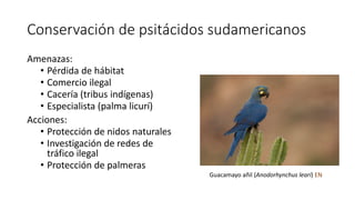 Conservación de psitácidos sudamericanos
Amenazas:
• Pérdida de hábitat
• Comercio ilegal
• Cacería (tribus indígenas)
• E...