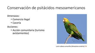 Conservación de psitácidos mesoamericanos
Amenazas:
• Comercio ilegal
• Cacería
Acciones:
• Acción comunitaria (turismo
av...