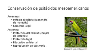 Conservación de psitácidos mesoamericanos
Amenazas:
• Pérdida de hábitat (almendro
de montaña)
• Comercio ilegal
Acciones:...