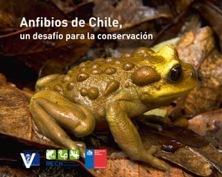Anfibios de Chile,
un desafío para la conservación
 