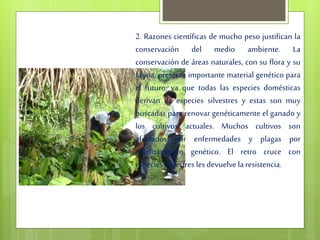 2. Razones científicas de mucho peso justifican la
conservación del medio ambiente. La
conservación de áreas naturales, con su flora y su
fauna, preserva importante material genético para
el futuro, ya que todas las especies domésticas
derivan de especies silvestres y estas son muy
buscadas para renovar genéticamente el ganado y
los cultivos actuales. Muchos cultivos son
afectados por enfermedades y plagas por
debilitamiento genético. El retro cruce con
especies silvestres les devuelve la resistencia.
 