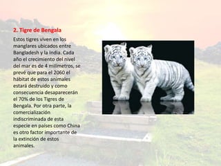 2. Tigre de Bengala
Estos tigres viven en los
manglares ubicados entre
Bangladesh y la India. Cada
año el crecimiento del nivel
del mar es de 4 milímetros, se
prevé que para el 2060 el
hábitat de estos animales
estará destruido y como
consecuencia desaparecerán
el 70% de los Tigres de
Bengala. Por otra parte, la
comercialización
indiscriminada de esta
especie en países como China
es otro factor importante de
la extinción de estos
animales.
 