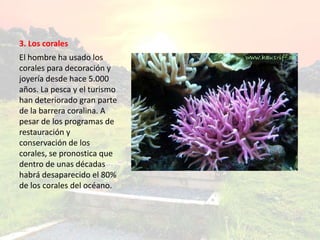 3. Los corales
El hombre ha usado los
corales para decoración y
joyería desde hace 5.000
años. La pesca y el turismo
han deteriorado gran parte
de la barrera coralina. A
pesar de los programas de
restauración y
conservación de los
corales, se pronostica que
dentro de unas décadas
habrá desaparecido el 80%
de los corales del océano.
 