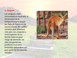 4. Canguro
Los canguros viven
únicamente en Australia. El
incremento de la
temperatura y la sequía
por falta de lluvia son las
consecuencias del cambio
climático que afrontará
este país. Los canguros y
otras especies de su
familia están en gran
riesgo de extinción, las
altas temperaturas
producen incendios
forestales que acaban con
gran parte de las especies
salvajes.
 