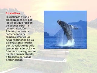 5. La ballena
Las ballenas están en
amenaza bien sea por
los golpes que reciben
de buques o por la
comercialización.
Además, como una
consecuencia del
cambio climático las
rutas migratorias de las
ballenas son alteradas
por las variaciones de la
temperatura del océano.
Esto hace que algunas se
pierdan en mar abierto
o transiten por zonas
desconocidas.
 