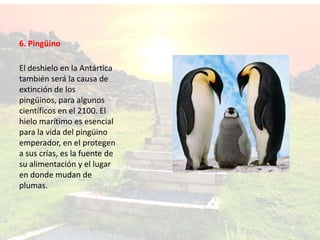 6. Pingüino
El deshielo en la Antártica
también será la causa de
extinción de los
pingüinos, para algunos
científicos en el 2100. El
hielo marítimo es esencial
para la vida del pingüino
emperador, en el protegen
a sus crías, es la fuente de
su alimentación y el lugar
en donde mudan de
plumas.
 