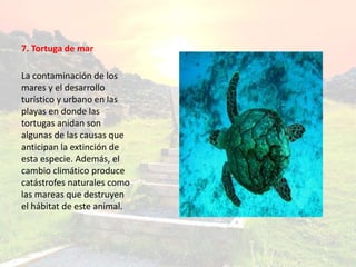 7. Tortuga de mar
La contaminación de los
mares y el desarrollo
turístico y urbano en las
playas en donde las
tortugas anidan son
algunas de las causas que
anticipan la extinción de
esta especie. Además, el
cambio climático produce
catástrofes naturales como
las mareas que destruyen
el hábitat de este animal.
 