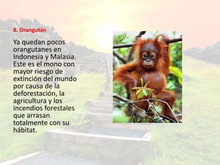 8. Orangután
Ya quedan pocos
orangutanes en
Indonesia y Malasia.
Este es el mono con
mayor riesgo de
extinción del mundo
por causa de la
deforestación, la
agricultura y los
incendios forestales
que arrasan
totalmente con su
hábitat.
 