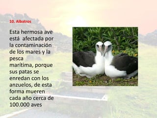 10. Albatros
Esta hermosa ave
está afectada por
la contaminación
de los mares y la
pesca
marítima, porque
sus patas se
enredan con los
anzuelos, de esta
forma mueren
cada año cerca de
100.000 aves
 