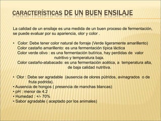 CARACTERÍSTICAS DE UN BUEN ENSILAJE
La calidad de un ensilaje es una medida de un buen proceso de fermentación,
se puede evaluar por su apariencia, olor y color .
• Color: Debe tener color natural de forraje (Verde ligeramente amarillento)
Color castaño amarillento: es una fermentación típica láctica
Color verde olivo : es una fermentación butírica, hay perdidas de valor
nutritivo y temperatura baja.
Color castaño-atabacado: es una fermentación acética, a temperatura alta,
de baja calidad nutritiva.
• Olor : Debe ser agradable (ausencia de olores pútridos, avinagrados o de
fruta podrida).
• Ausencia de hongos ( presencia de manchas blancas)
• pH : menor de 4.2
• Humedad : +/- 70%
• Sabor agradable ( aceptado por los animales)
 