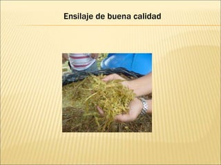 Ensilaje de buena calidad
 