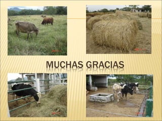 MUCHAS GRACIAS
 