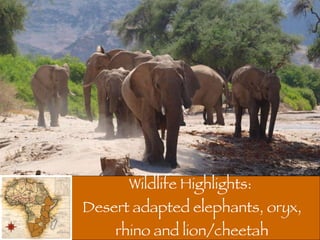Wildlife Highlights:  Desert adapted elephants, oryx, rhino and lion/cheetah 