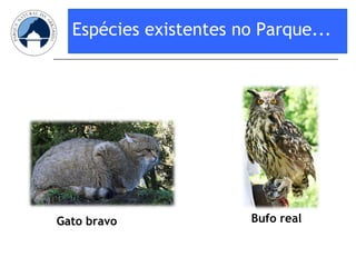 Espécies existentes no Parque... Gato bravo Bufo real 