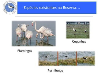 Espécies existentes na Reserva... Pernilongo Flamingos Cegonhas 