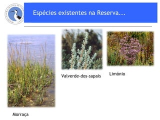 Espécies existentes na Reserva... Morraça   Limónio Valverde-dos-sapais   