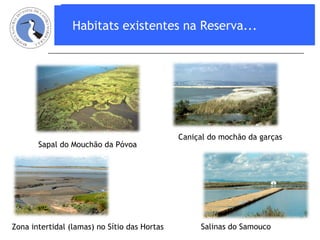 Habitats existentes na Reserva... Sapal do Mouchão da Póvoa Zona intertidal (lamas) no Sítio das Hortas  Caniçal do mochão da garças Salinas do Samouco 