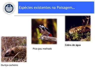 Espécies existentes na Paisagem… Ouriço-cacheiro Cobra de água Pica-pau malhado 