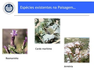 Espécies existentes na Paisagem… Rosmaninho Cardo marítimo Arménia 