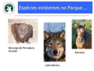 Espécies existentes no Parque... Morcego de Ferradura Grande Garrano Lobo Ibérico 