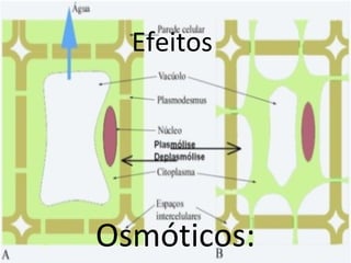 Efeitos
Osmóticos:
 